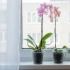 Na ktoré okno nasadíte orchideu a či je potrebné usporiadať kvetinu